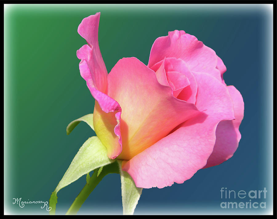 A single rose Digital Art by Mariarosa Rockefeller