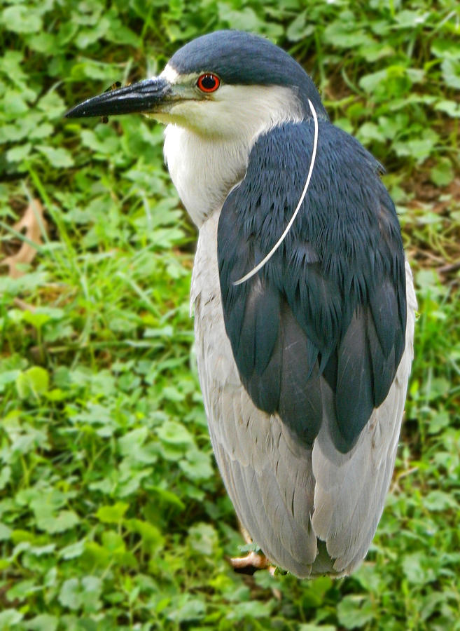 A Single Strand - Black-Crowned Night Heron Photograph by Emmy Vickers