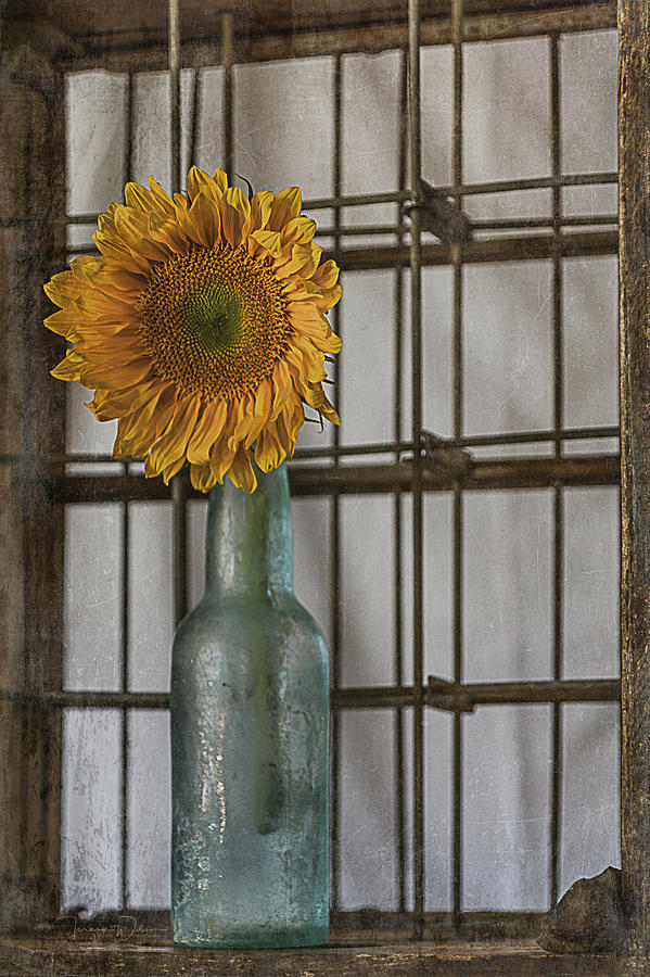 A Single Sunflower Photograph by Teresa Wilson