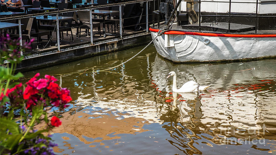 A single swan on the lake Photograph by Marina Usmanskaya