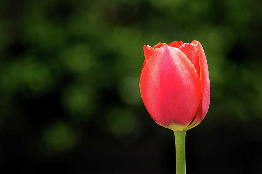 A Single Tulip Photograph by Don Johnson