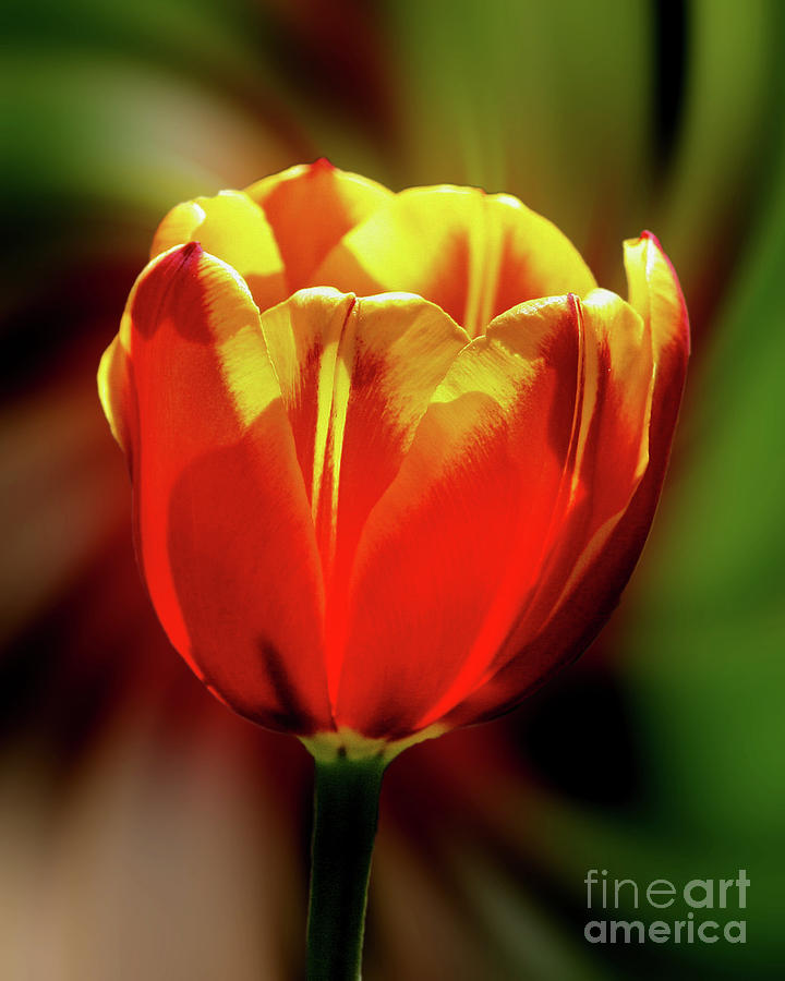 A Single Tulip Flower Photograph by Smilin Eyes Treasures