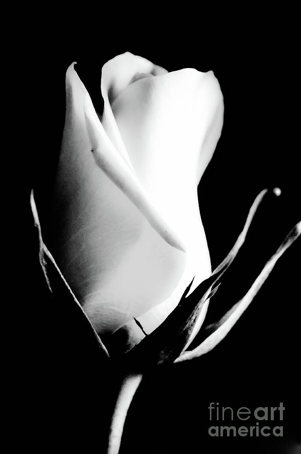 A single white rose Photograph by Gerald Kloss