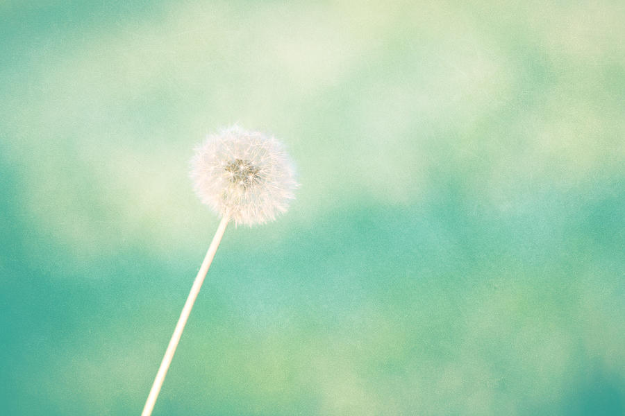 A Single Wish Photograph by Amy Tyler