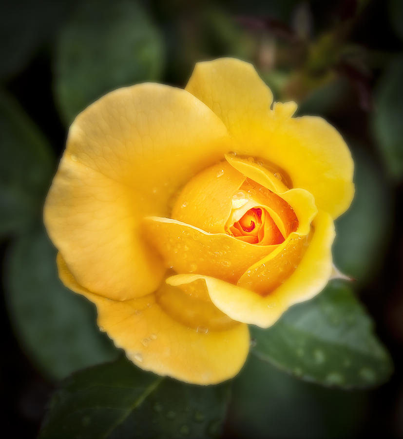 A Single Yellow Rose Photograph by Deborah Klubertanz