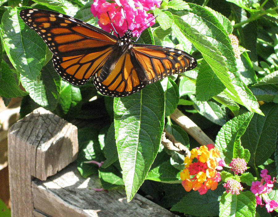 A Sip of Nectar Photograph by Joseph Dusek - Fine Art America