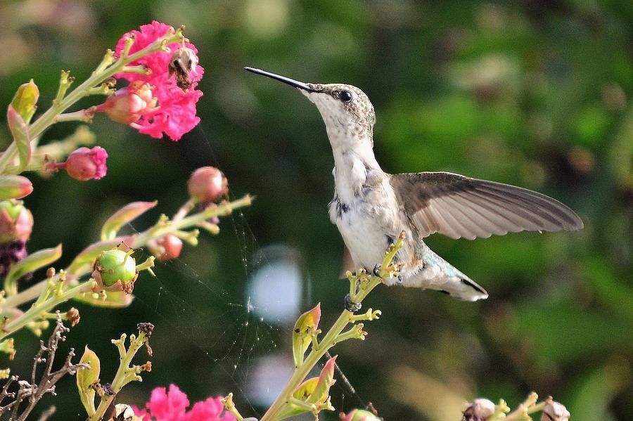 Hummingbird Photograph - A Sip of Nectar by Kim Bemis