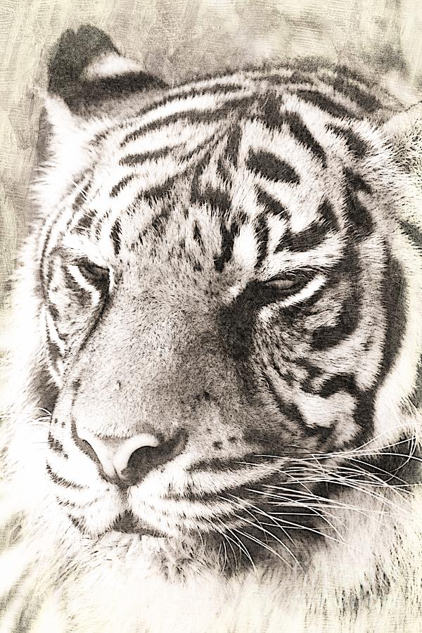 A Sketchy Tiger Photograph by Clare Bevan