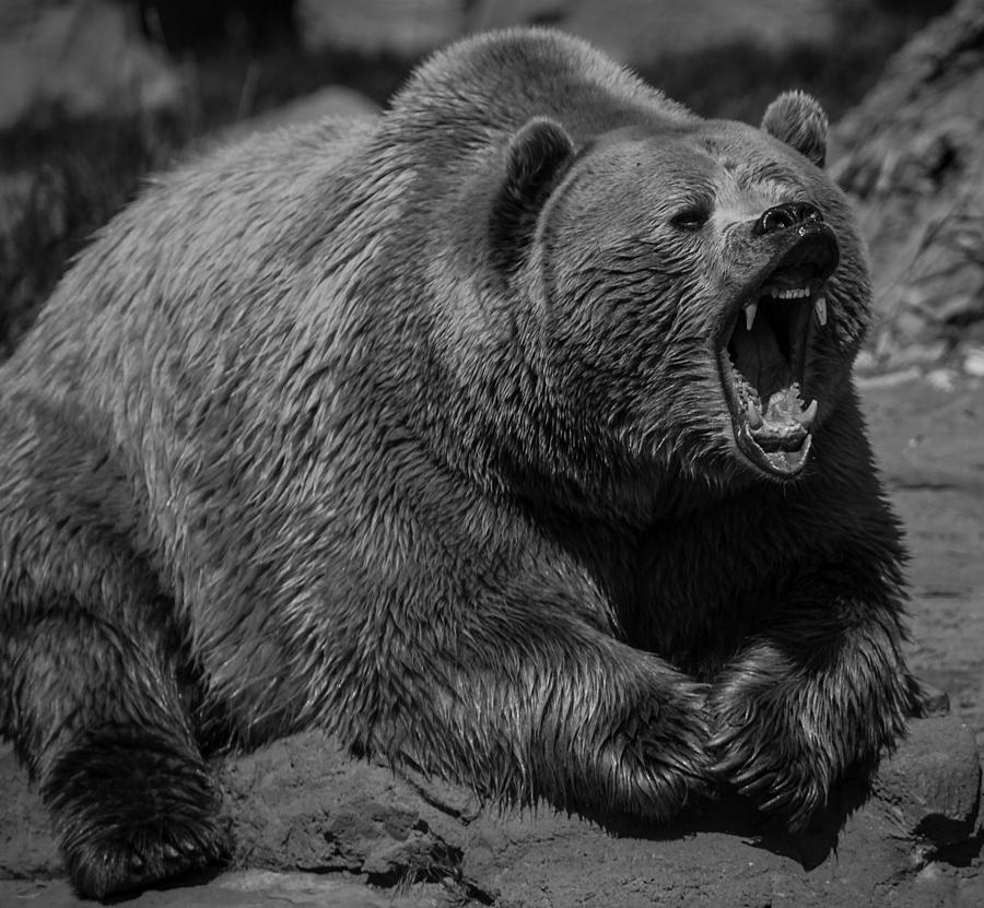 A Slightly Upset Grizzly Bear Photograph by Jason Moynihan