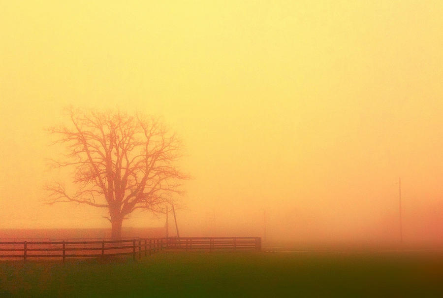 Nature Photograph - A Slow Fog by Daniel Berman