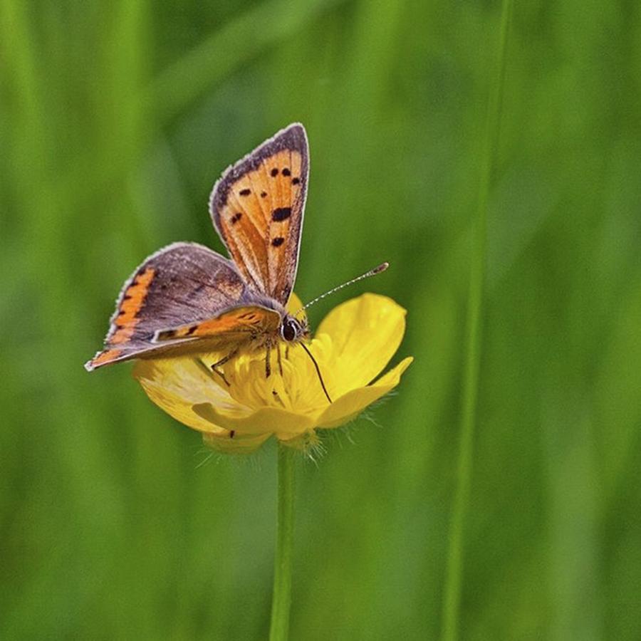 Insects Photograph - A Small Copper Butterfly (lycaena by John Edwards
