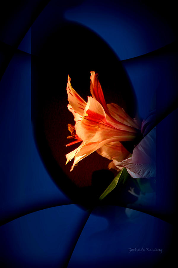 Delicate Flower Photograph by Gerlinde Keating - Galleria GK Keating Associates Inc