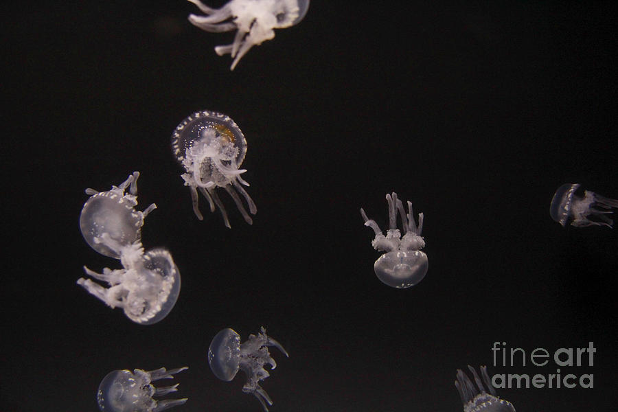 A Small Fluther of Moon Jellyfish Photograph by Jennifer Bright Burr