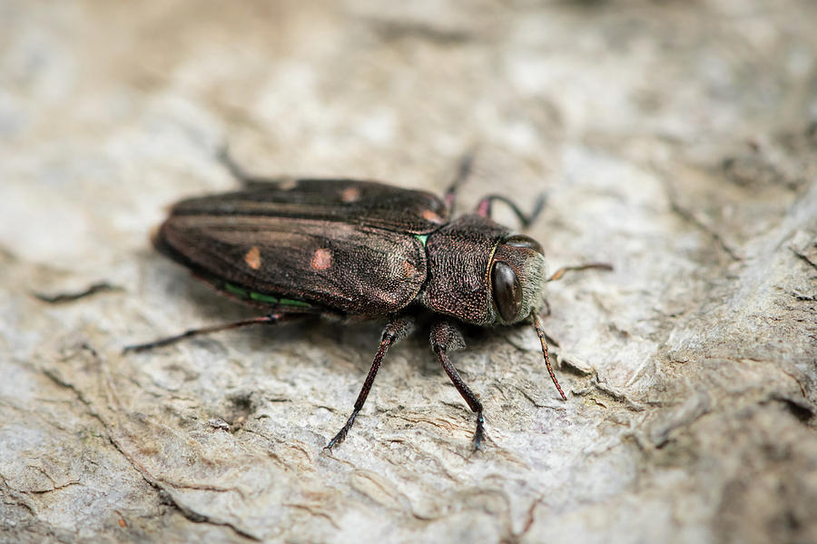 metallic wood boring beetle