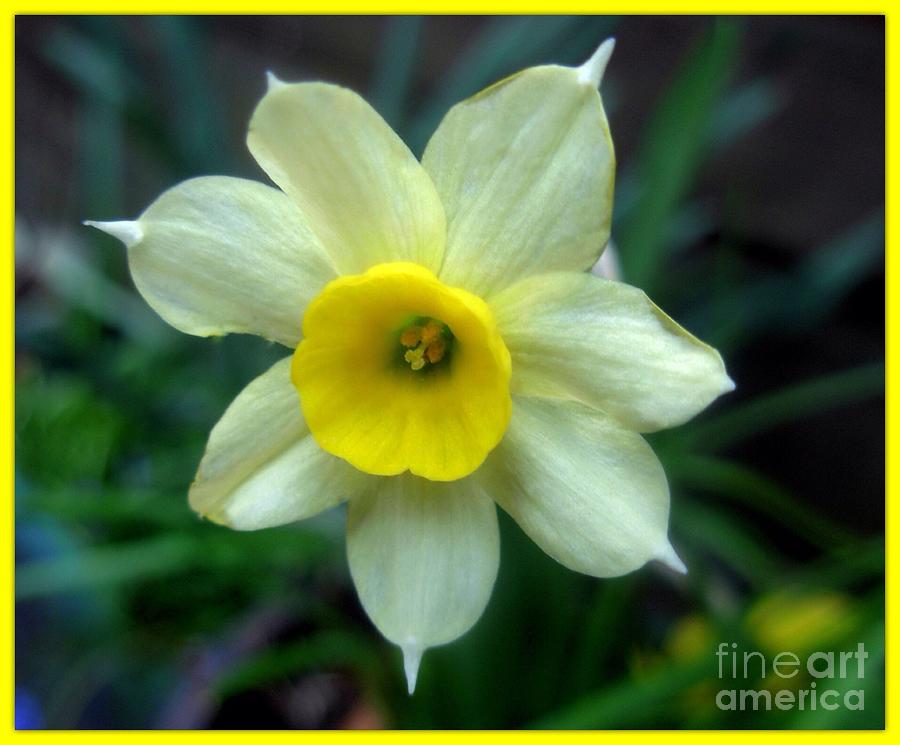 A Small Narcissi Flower Photograph by Joan-Violet Stretch