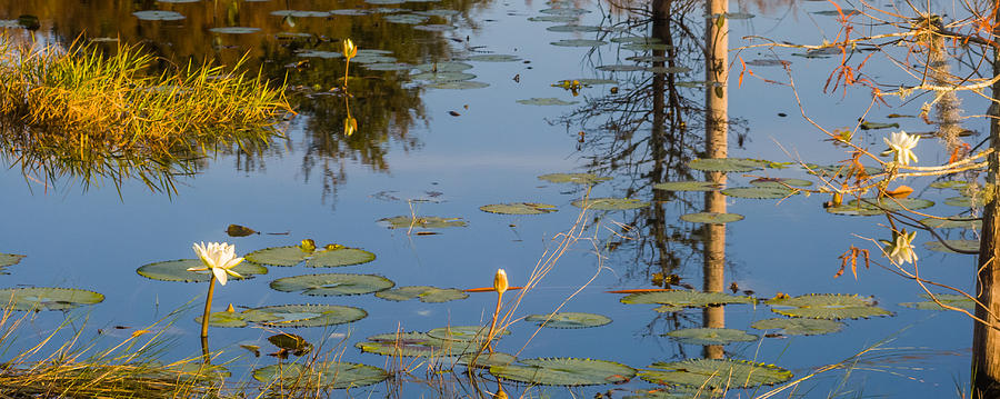 A Small Pond Photograph by Ed Gleichman