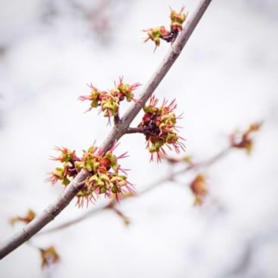 Spring Photograph - A Small Pop Of Colour To Brighten Up by Nila Sivatheesan