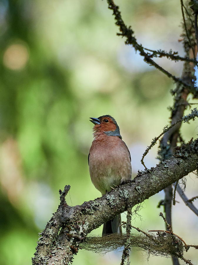 A Small Song for the Summer. Chaffinch Photograph by Jouko Lehto