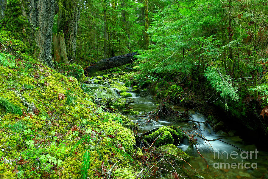 A small stream in paradise Photograph by Jeff Swan