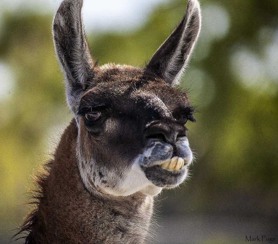 Llama Photograph - A Smile To Cheer You Up by Mark Fuge