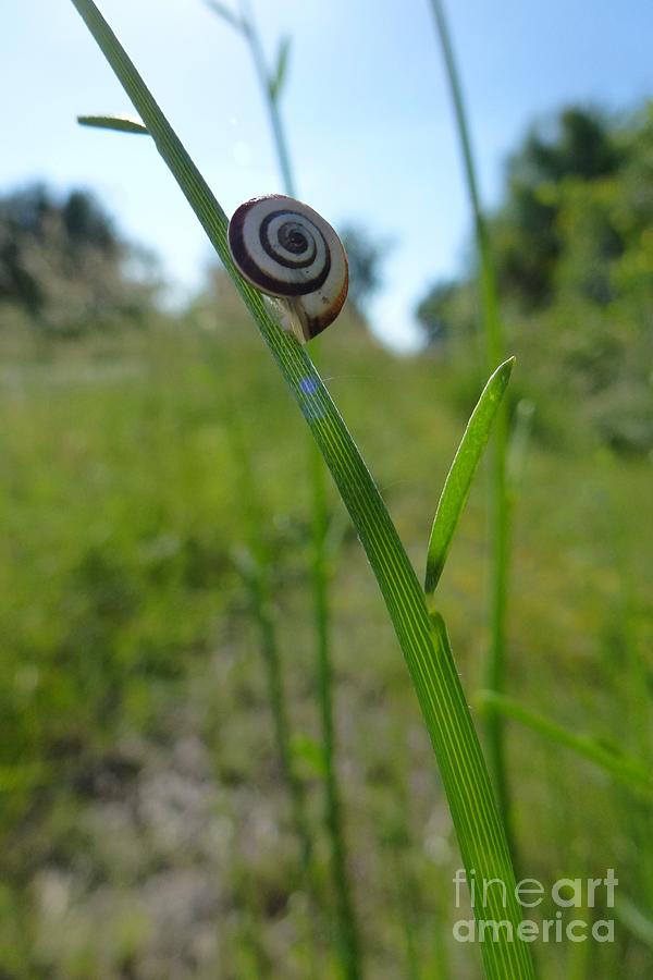 Nature Photograph - A Snail by Jean Bernard Roussilhe