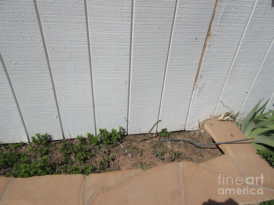 A Snake In The Flower Bed Photograph by Frederick Holiday - Fine Art