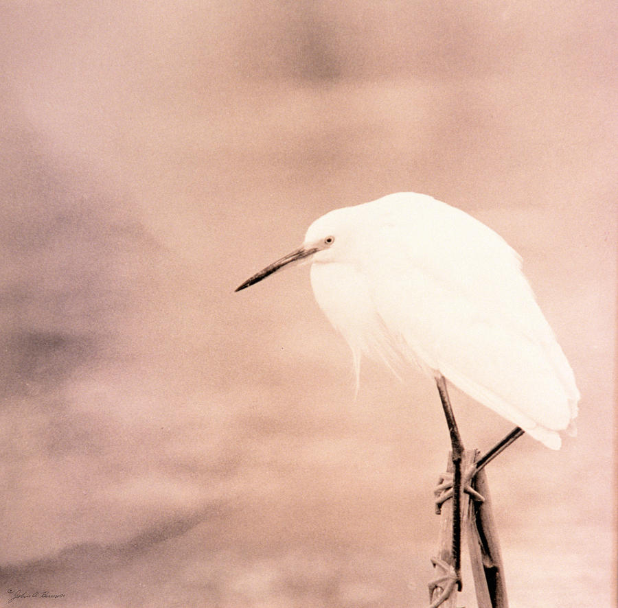 A Snowy Egret in Pink Photograph by John Harmon