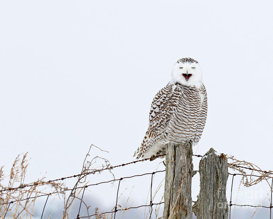 A snowy owl and a fox walk into a bar Photograph by Heather King