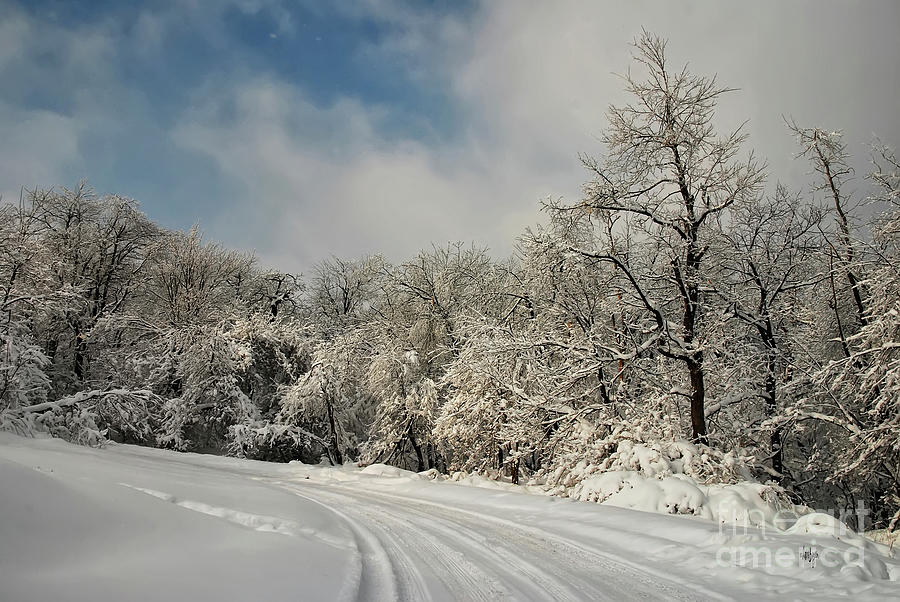 A Snowy Road In The Laurel Highlands Photograph by Lois Bryan