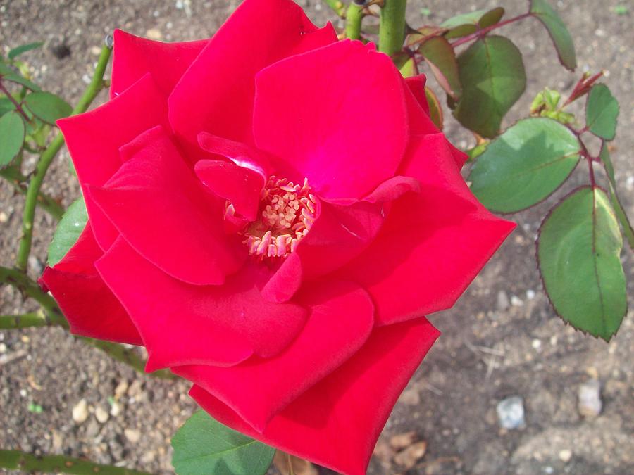A Soft Red Rose Photograph by Robin Coaker