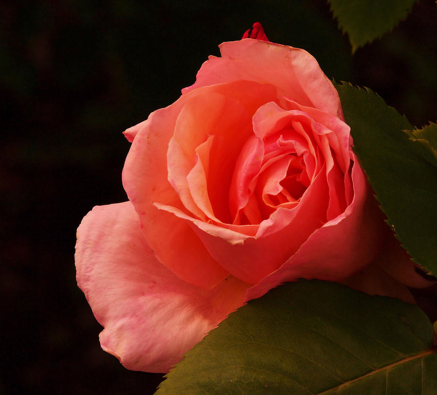 Flower Photograph - A Soft Rose  by Jeff Swan