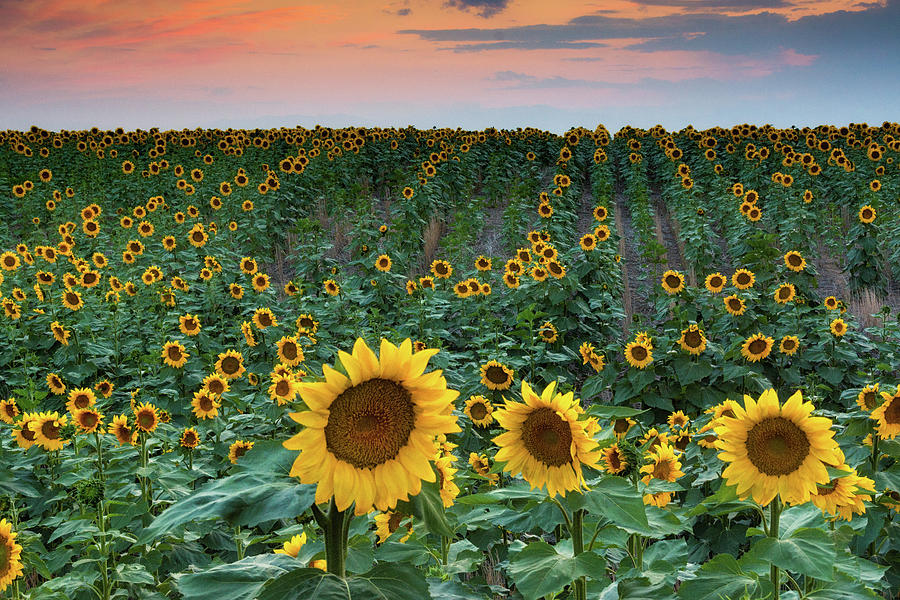 A Soft Sunflower Sunset Photograph by John De Bord
