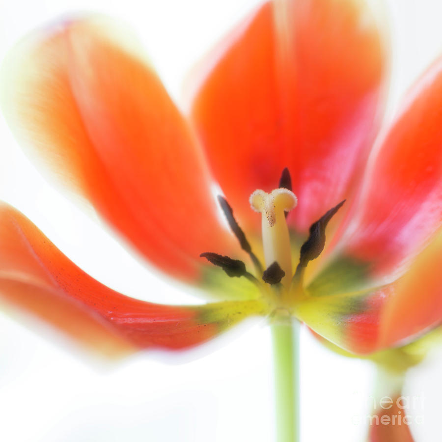 Spring Photograph - a soft Tulip by Masako Metz