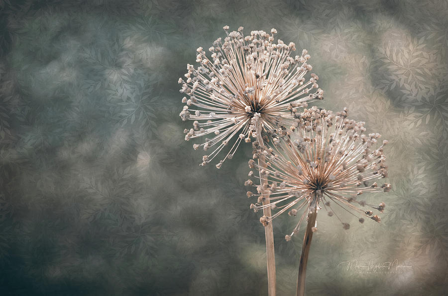 A Soft Whisper Photograph by Maria Angelica Maira