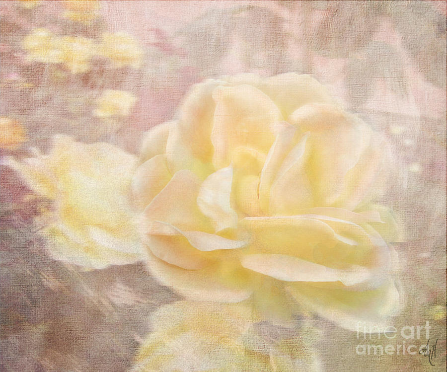A Softer Rose Photograph by Victoria Harrington