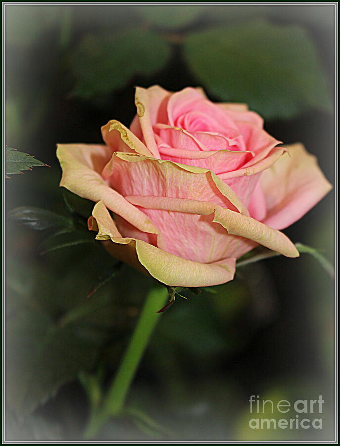 Nature Photograph - A Solitary Rose by Dora Sofia Caputo