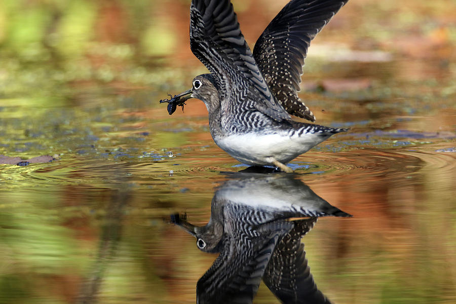 A Solitary sandpiper taking off with a Belostomatidae, Photograph by Brook Burling