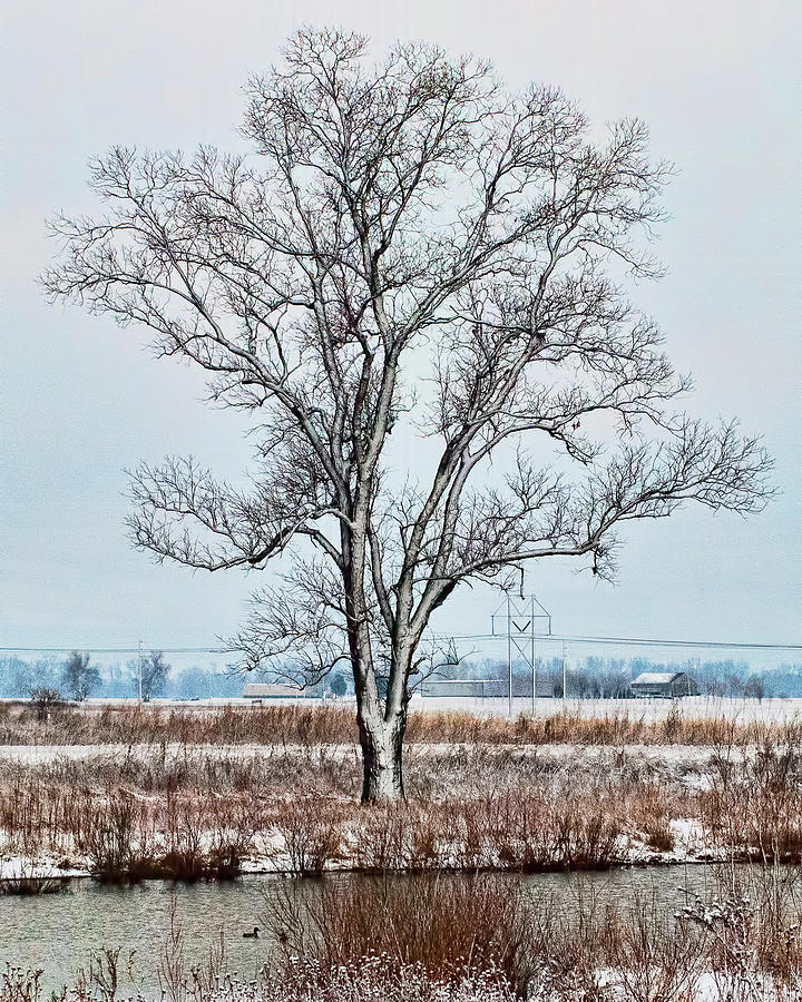 Winter Photograph - A Solitary Tree in Winter by Phyllis Taylor
