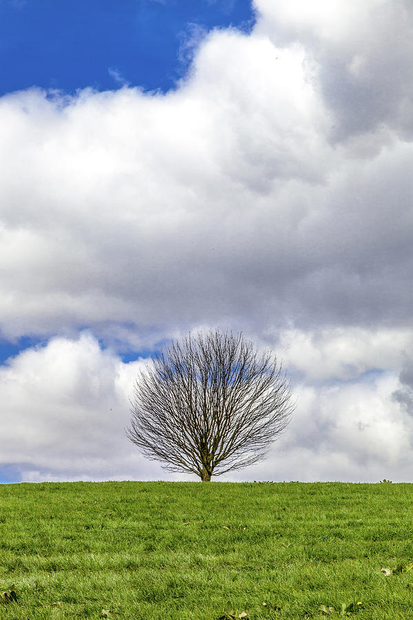 A Solitary Tree on a Grassy Hill Photograph by W Chris Fooshee