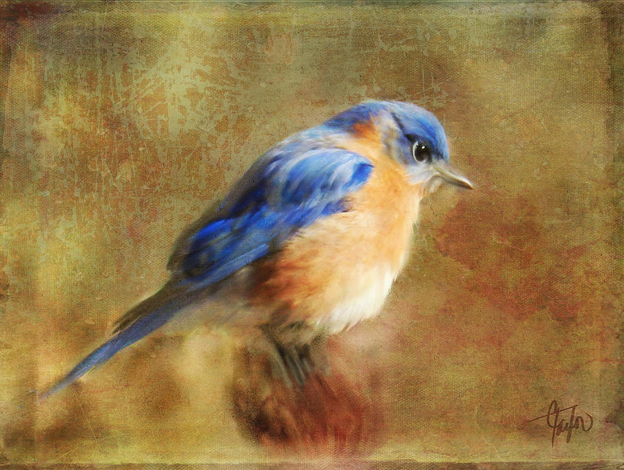 A Songbird in my Heart Digital Art by Colleen Taylor
