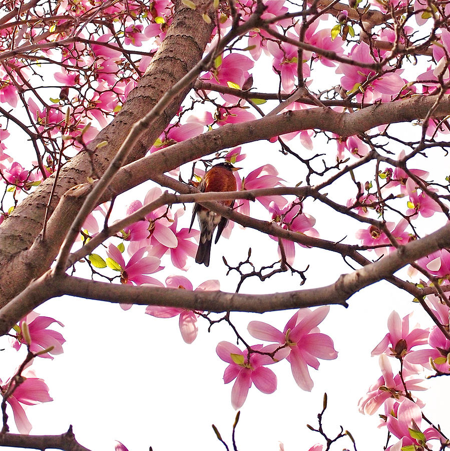 Magnolia Movie Photograph - A Songbird in the Magnolia Tree by Rona Black