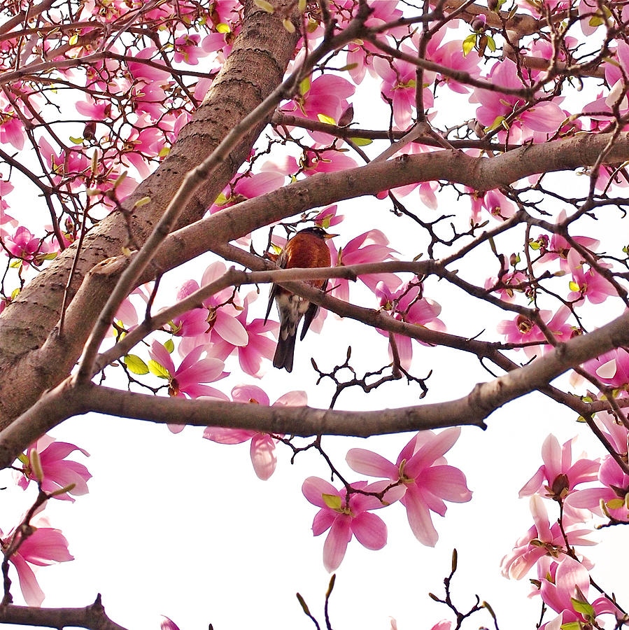 A Songbird in the Magnolia Tree - Square Photograph by Rona Black