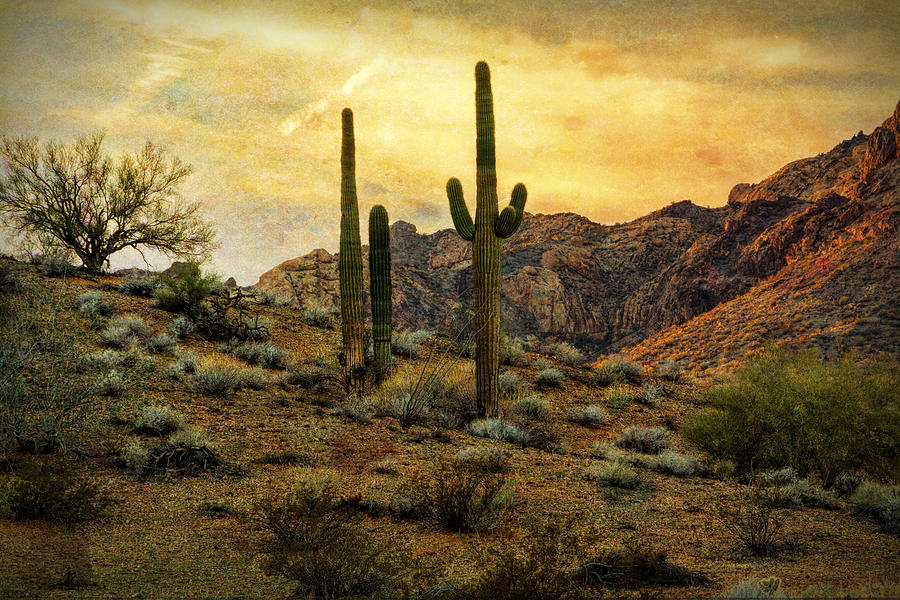 Sunset Photograph - A Southwest Desert Evening  by Saija Lehtonen