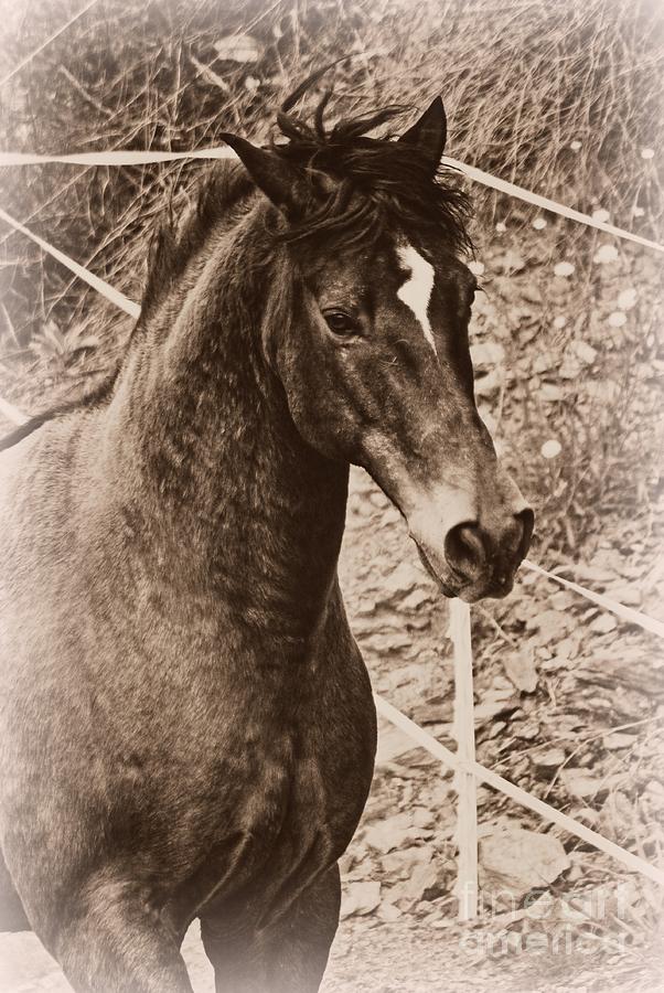 Horse Photograph - A Spanish Noble by Clare Bevan