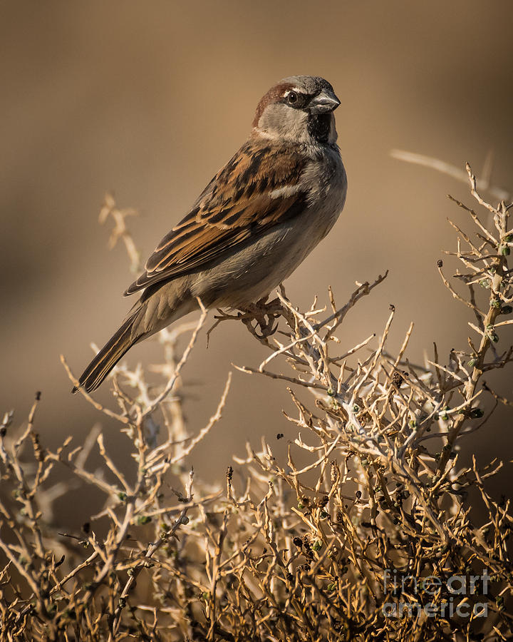 A Sparrow  Photograph by Janis Knight