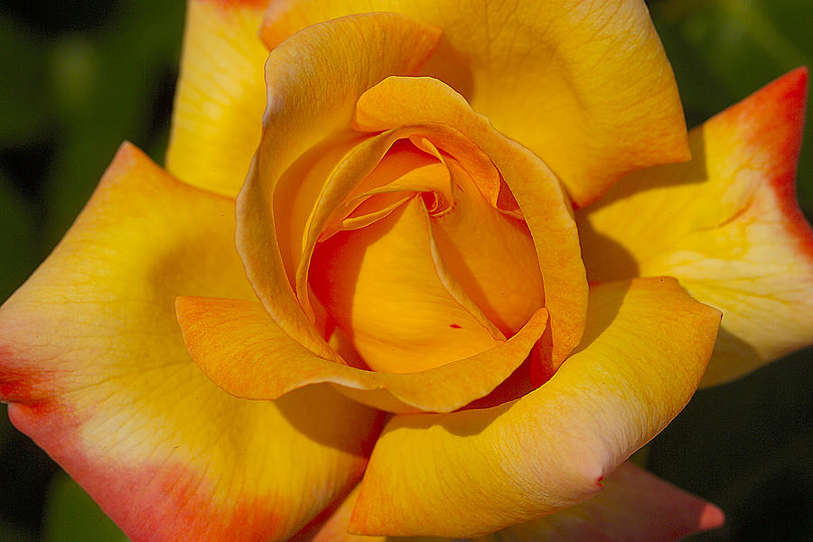 A Special Rose Photograph by Pat Carosone - Fine Art America