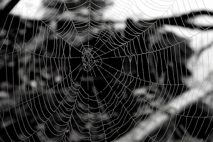 A Spiders Masterpiece Photograph by Polly Castor