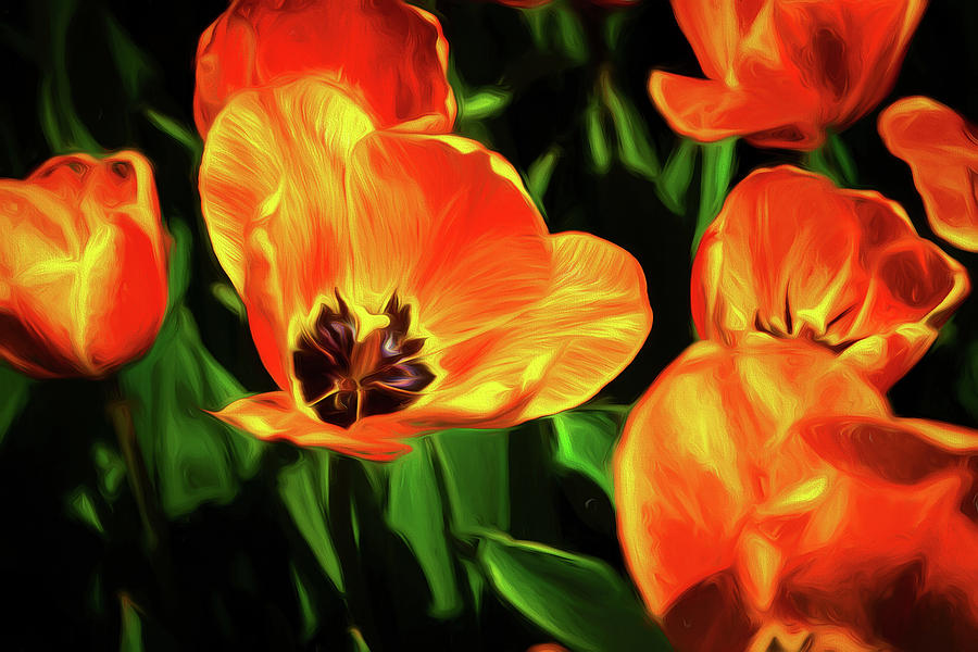 Tulip Photograph - A Splash of Color by Tom Mc Nemar