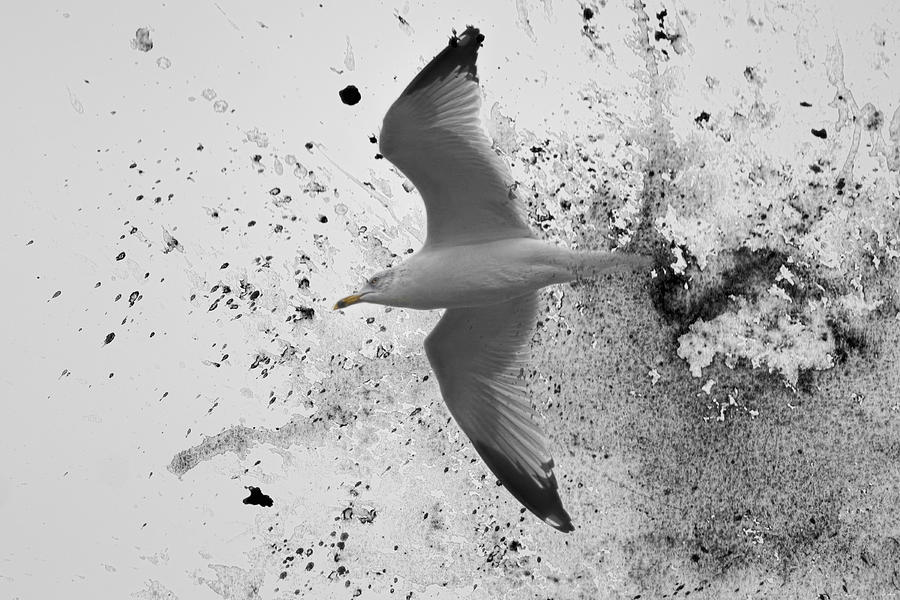 Bird Photograph - A Splash Of Gull Bird Art by Jai Johnson