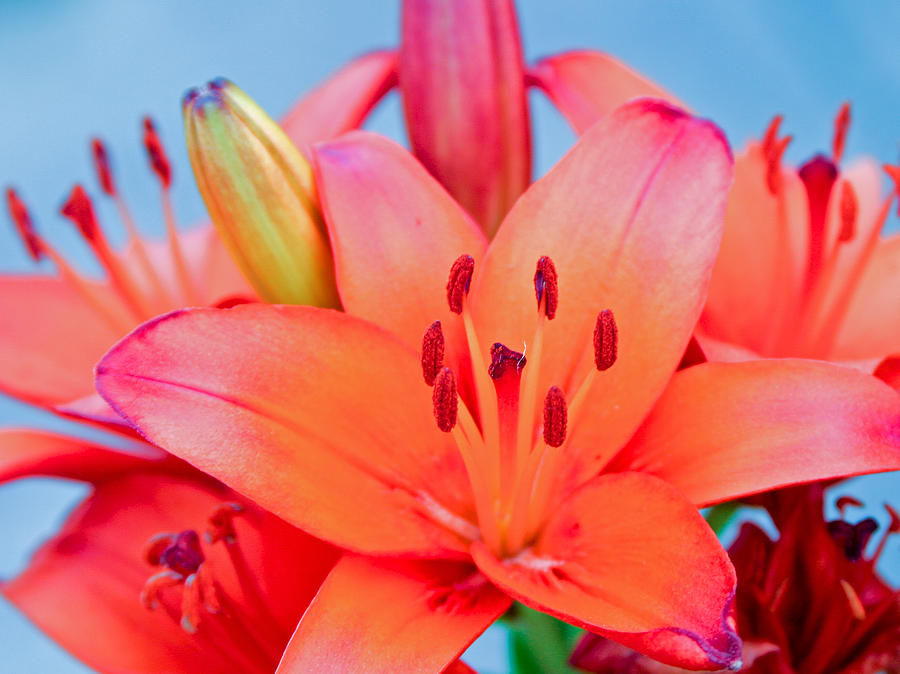 A Splash of Orange Photograph by Rick Locke - Out of the Corner of My Eye